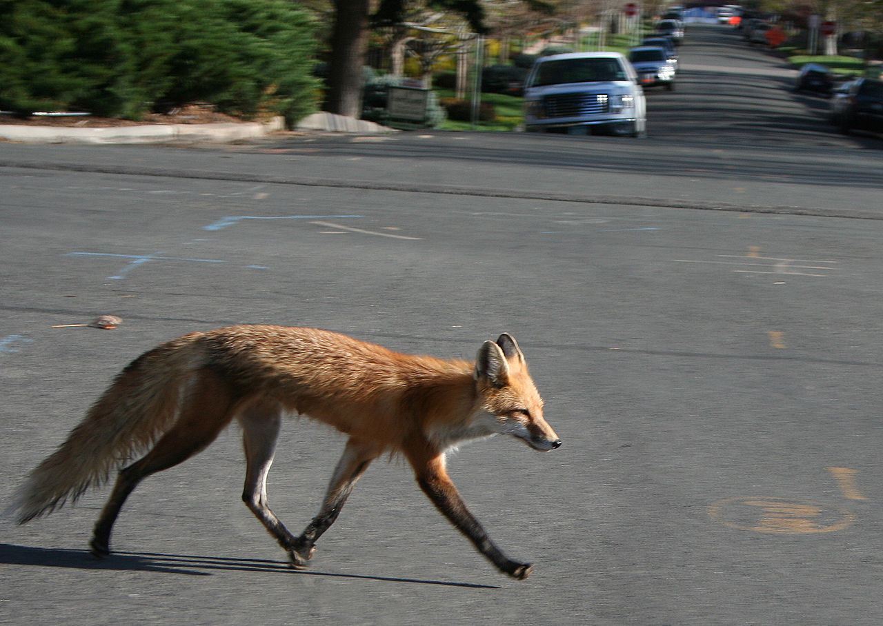 Renard dans la ville