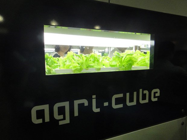 L'Agri-Cube permet de faire pousser différentes sortes de légumes dans un même espace confiné. Copyright : Daiwa House Industry
