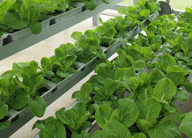 La ferme Sky Greens, à Singapour, permet de produire 500 kg de légumes par jour. Copyright : Sky Greens