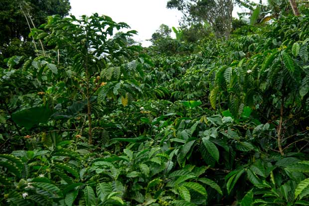 La jungle que nous traversons se transforme et se confond parfois avec des plantations de café qui restent sauvages - crédits Antoine Dubois
