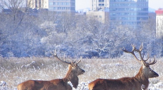 Top 5 des villes animalières dans la culture populaire