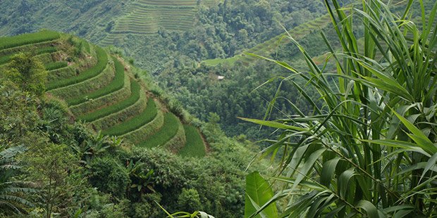  Terrasses Vietnamienne - Ha Giang ; Photographe : Clément Pairot