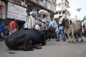 Vache - Mumbai. Crédits : Clément Pairot