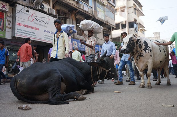 Vache - Mumbai. Crédits : Clément Pairot 