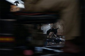 Instantané de Mumbai. Un rickshaw passe devant un chien errant et un corbeau affairés sur un tas de détritus, condensé des maux emblématiques de la ville. Crédits : Clément Pairot