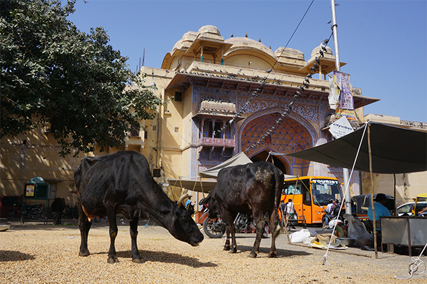 La place des animaux, notamment des vaches, est emblématique d’une dimension unique de la ville indienne