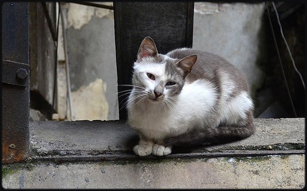 chat poil biodiversité