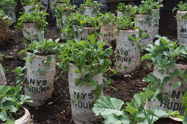 agriculture-urbaine-biodiversite