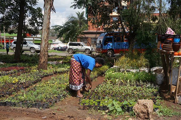 agriculture-urbaine-nairobi-biodiversite