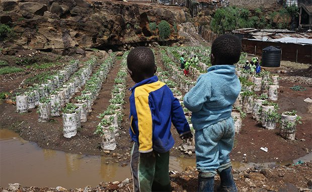 nairobi-agriculture-Mathare-urbaine-biodiversite