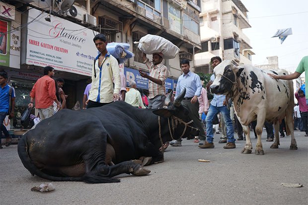 vache paysage urbain Mumbai