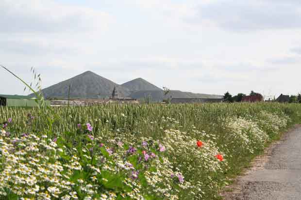 terrils-loos-en-gohelle-biodiversite-unesco