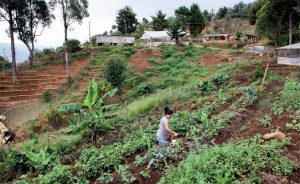Sur une colline de Medellín, dans un quartier informel de la ville, les habitants ont planté un potager : une façon pour eux de se rattacher à leur passé rural et de s’assurer une production alimentaire