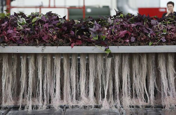 Des plantes avec des racines a l air libre 