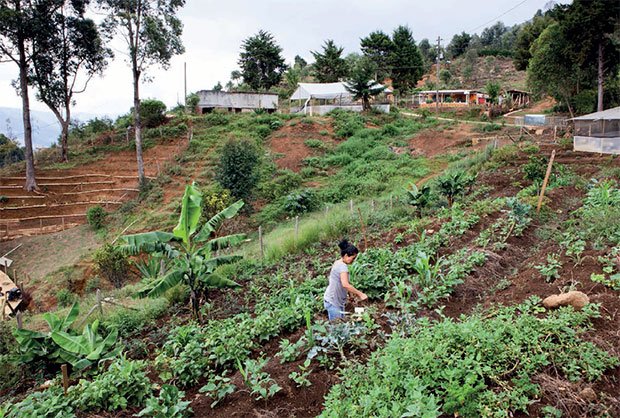 Sur une colline de Medellín, dans un quartier informel de la ville, les habitants ont planté un potager : une façon pour eux de se rattacher à leur passé rural et de s’assurer une production alimentaire