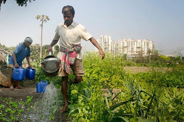 Homme dans une ferme urbaine à Calcutta