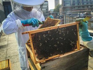 Les ruches se multiplient sur le toit de nombreux bâtiments urbains.