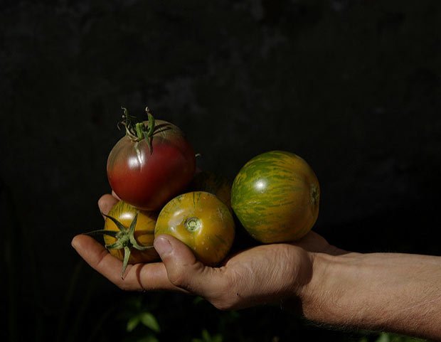 Photo de tomates coeur de boeuf tenues dans une main