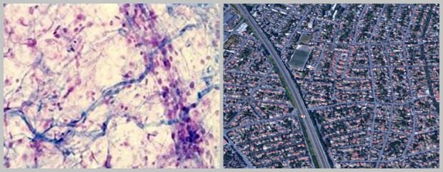 Les voies de circulations peuvent être assimilées au réseau sanguin, ou comme ici, au tissu conjonctif