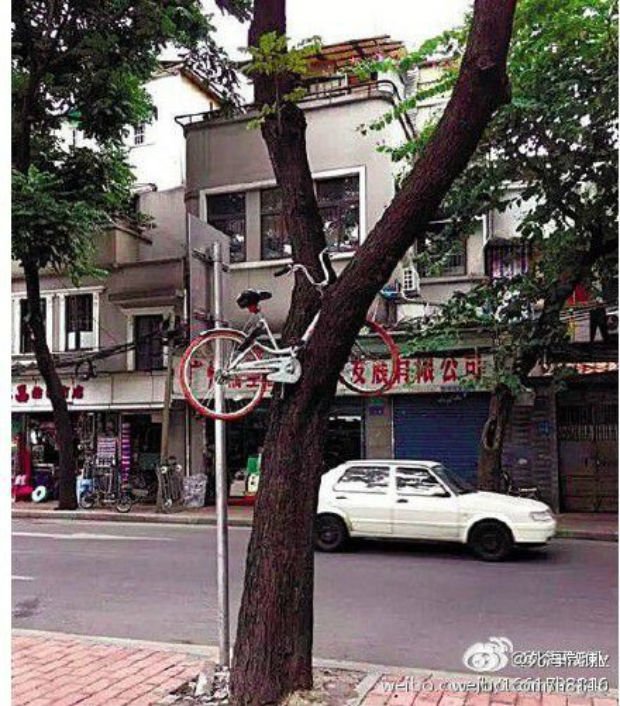 Quand les vélos montent aux arbres 