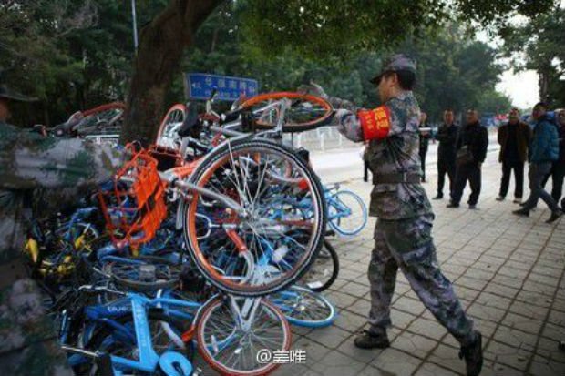 Quand les vélos montent aux arbres