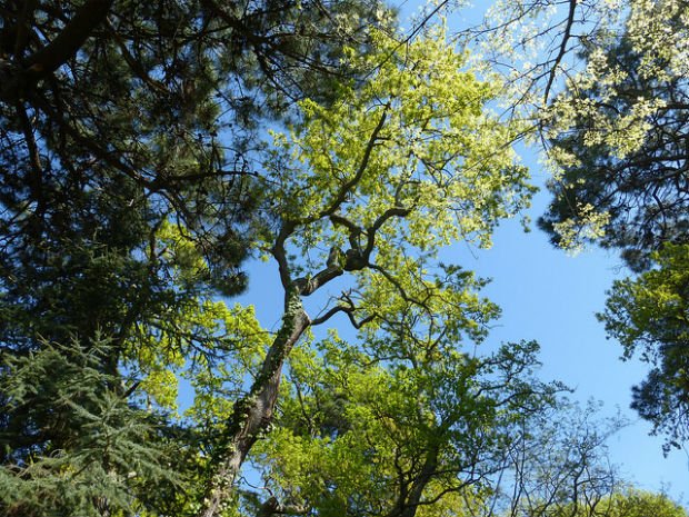 Les arbres, poumons des villes