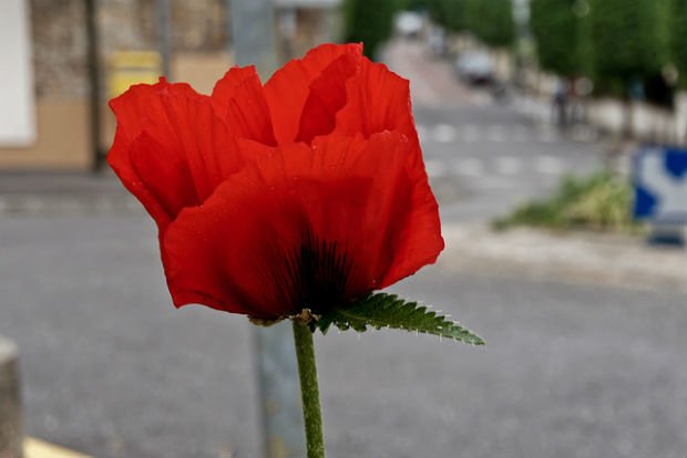 Une fleur dans la ville