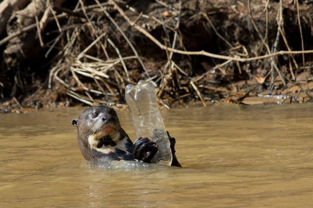 Cette loutre a de très mauvaises fréquentations 