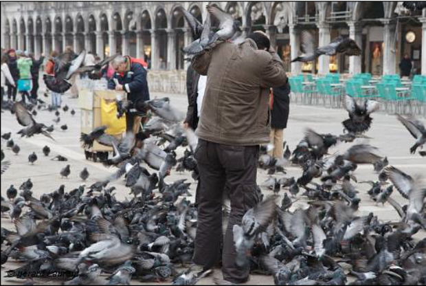 Les oiseaux en ville, entre vision horrifique et nécessité d’accueillir ces espèces