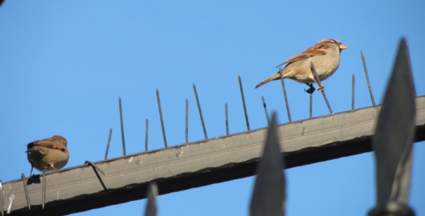 entre mauvais gestes et dispositifs répulsifs, difficile de trouver une juste place aux oiseaux dans les villes