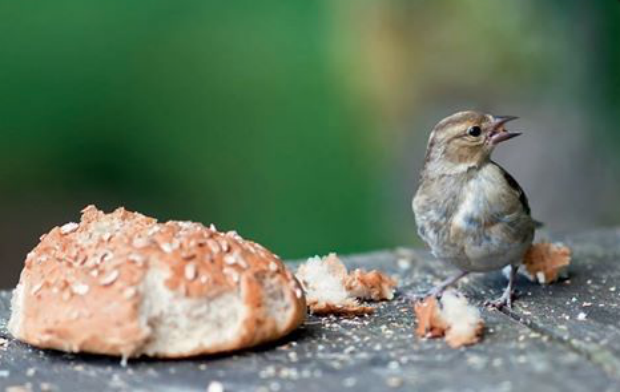 Entre mauvais gestes et dispositifs répulsifs, difficile de trouver une juste place aux oiseaux dans les villes