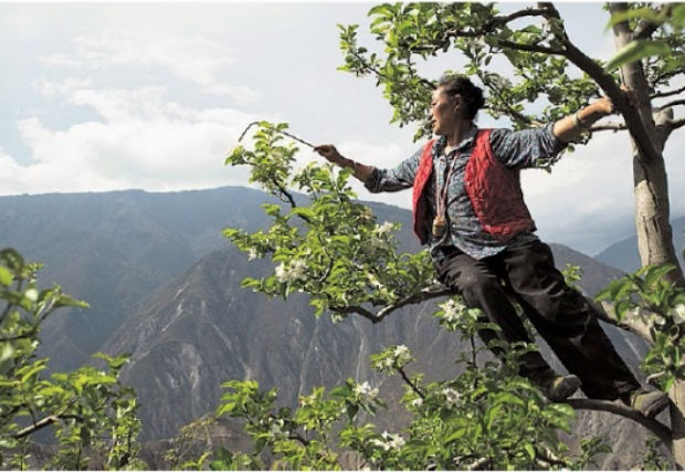 Dans le Sichuan, en Chine, des femmes-abeilles réalisent à la main le travail de pollinisation afin de pallier la disparition des abeilles dans la région © Gilles Sabrié pour Le Monde.