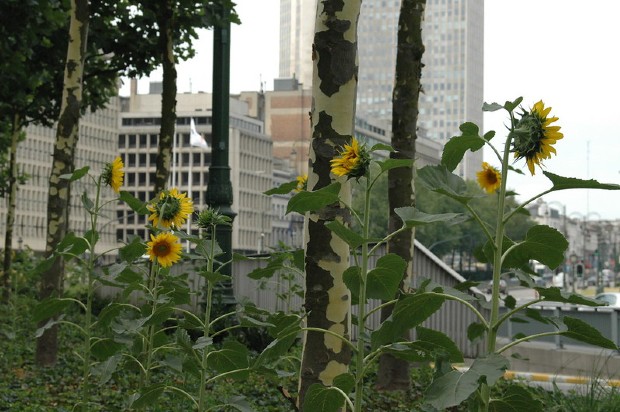 À Bruxelles, la “green guerilla” prend place au pied des platanes où des tournesols sont plantés 