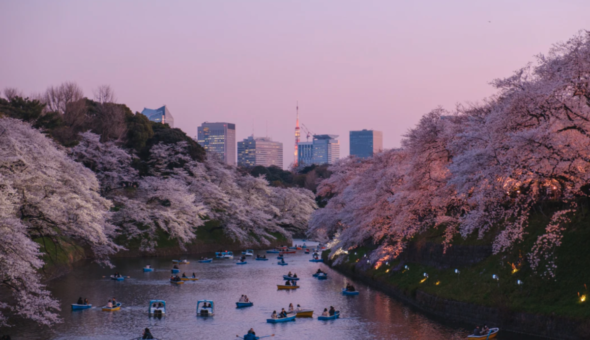 Chaque année, les japonais célèbrent la floraison des cerisiers à Tokyo - Source : @yukato via unsplash