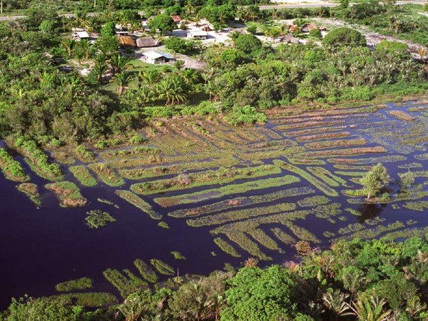 Champs surélevés précolombiens à l'ouest de la Guyane - Stéphen Rostain