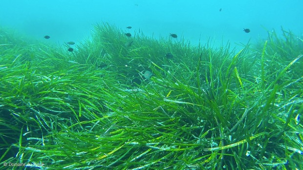 Herbiers de posidonies en Méditerranée - Mimichaps/Wikipédia