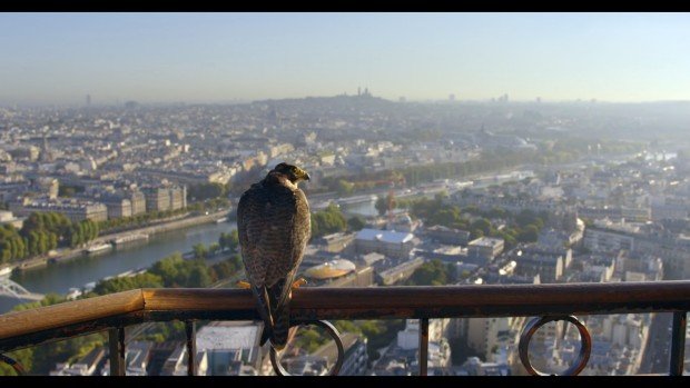 Régler la distance avec les animaux est une bonne manière de faire de l’écologie