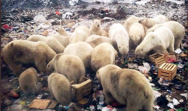 Des ours affamés se retrouvent dans une décharge en Sibérie - Peter Murtagh