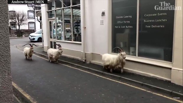 Des chèvres à Llandudno dans le Pays de Galle pendant le confinement - Guardian News