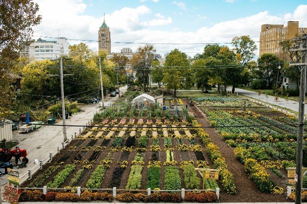 Ferme urbaine : lorsque l'agriculture en ville crée du lien social 