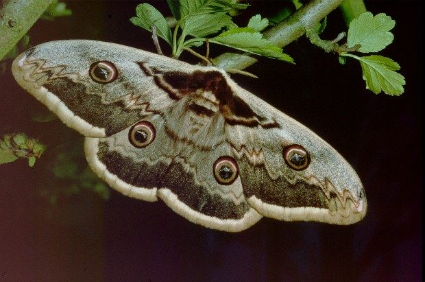 Plus grand papillon d'Europe, le grand paon de nuit est menacé par la lumière artificiel - Entomolo/Wikipédia