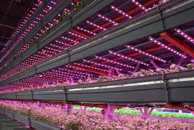 Culture verticale sous éclairage LED en milieu conditionné - Agritecture