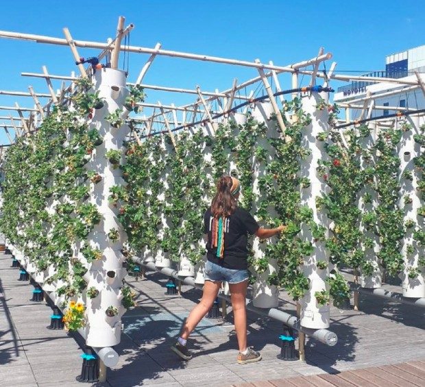 Fraises cultivées dans des colonnes aéroponiques - Nature Urbaine