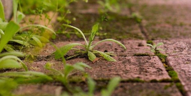 Faut-il laisser les mauvaises herbes envahir les villes ?