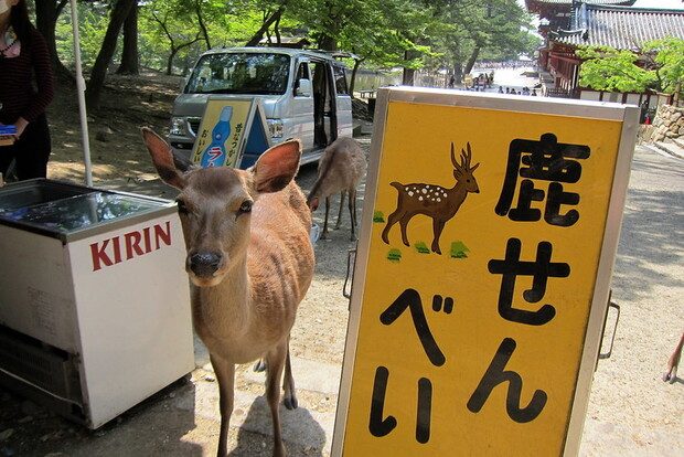 Demain la ville dans le rétro! Du cerf au hibou, cohabiter avec les animaux