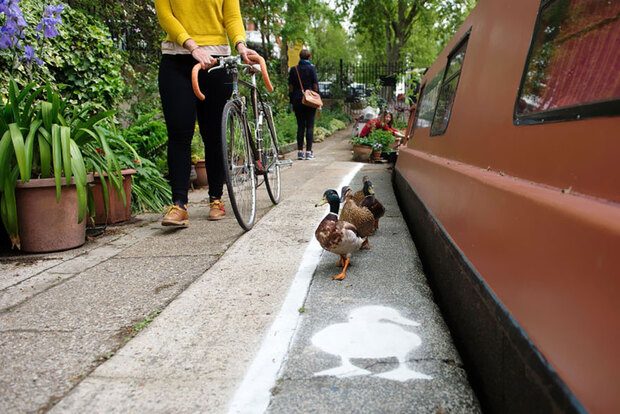 En Angleterre, une association a fait un marquage au sol pour sensibiliser les cyclistes à la présence de canards © The Canal & River Trust