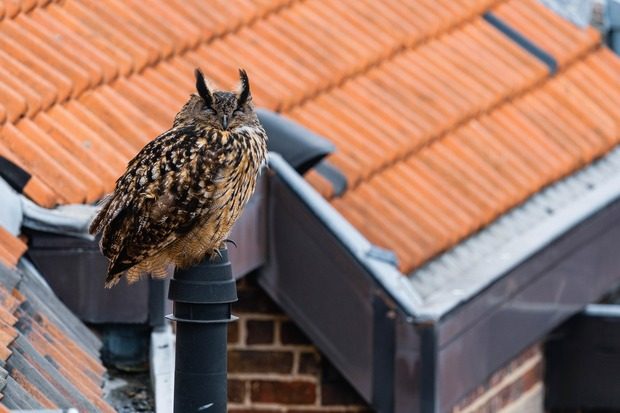 Hibou grand-duc en ville en Belgique © La Minute Sauvage/Facebook