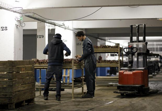  ©La Caverne est un projet d'agriculture urbaine dans un parking du 18ème arrondissement de Paris - La Caverne