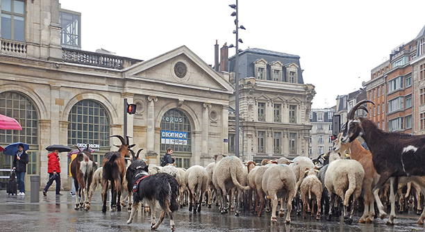 Éco Pâturage urbain à Lille ©Wikimédia Commons