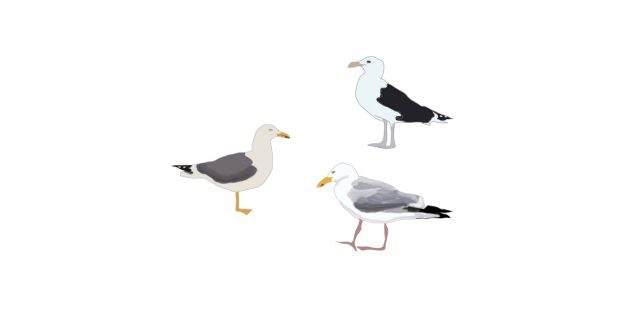 Les trois types "communs" de goélands, dessin de Laura Tréguer